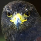 Aquila